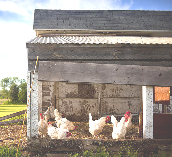 Chicken Coop