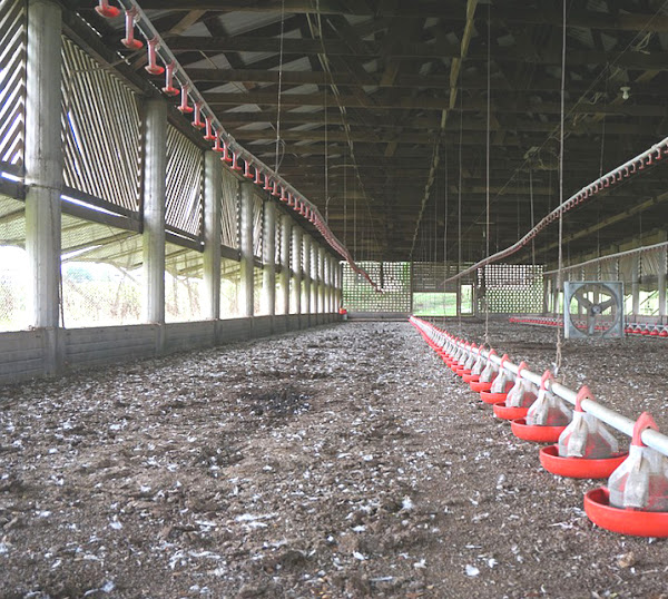 Chicken Flooring