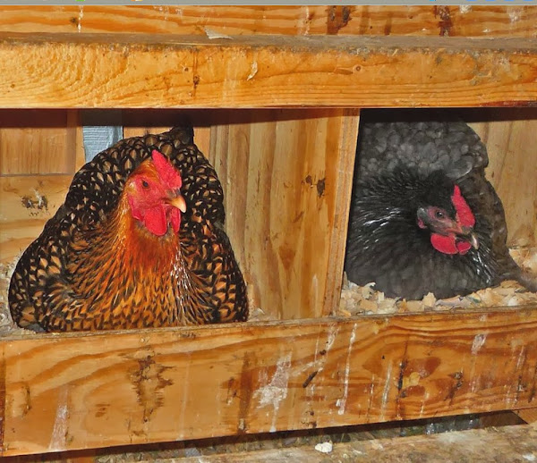 Homemade Nesting Boxes