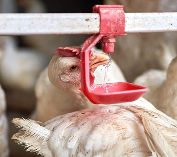 Chickens drinking water by nipple in home Farm