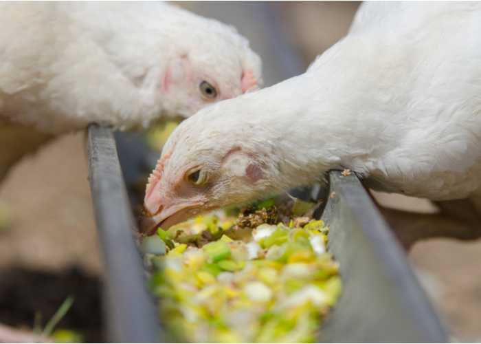 animal-feed-for-poultry